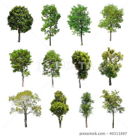 Collection of Isolated Trees on white background.  40311897