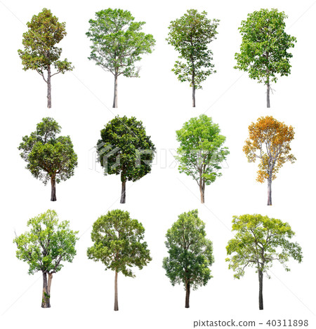 Collection of Isolated Trees on white background.  40311898