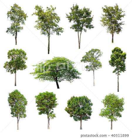 Collection of Isolated Trees on white background.  40311899
