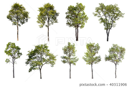 Collection of Isolated Trees on white background.  40311906