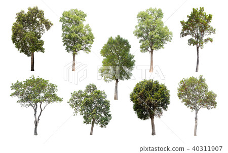 Collection of Isolated Trees on white background. Collection of Isolated Trees on white background. 40311907
