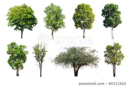 Collection of Isolated Trees on white background.  40311920