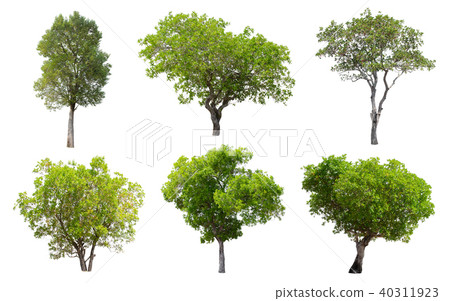 Collection of Isolated Trees on white background.  40311923