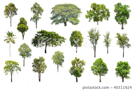 Collection of Isolated Trees on white background.  40311924