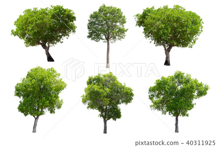 Collection of Isolated Trees on white background.  40311925
