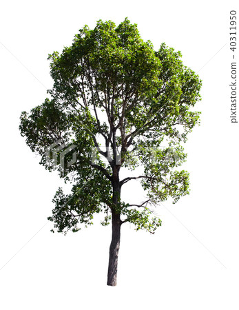 Collection of Isolated Trees on white background. Collection of Isolated Trees on white background. 40311950