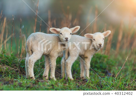 Cute young lambs on pasture, early morning 40312402