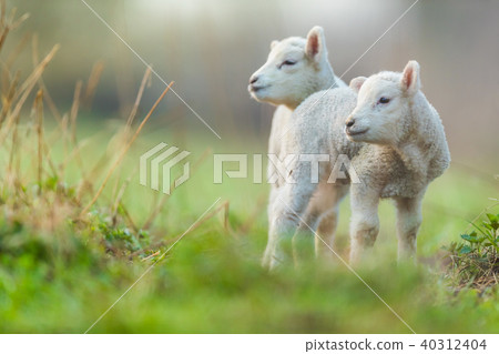 Cute young lambs on pasture, early morning Cute young lambs on pasture, early morning 40312404