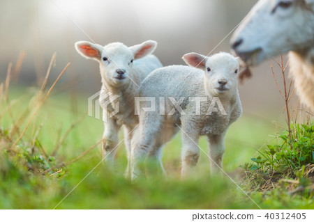 Cute young lambs with their mother on pasture 40312405