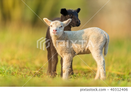 Cute different black and white young lambs Cute different black and white young lambs 40312406