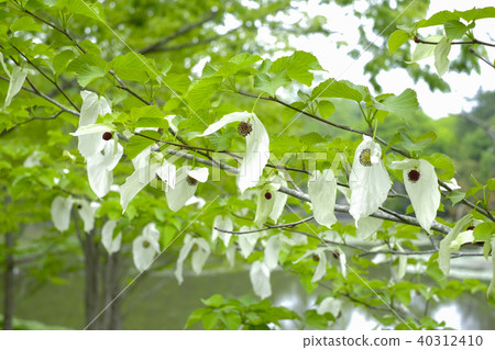 手帕樹花 40312410