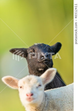 Portrait of cute different lambs 40312411