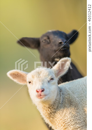 Portrait of cute different lambs on pastur Portrait of cute different lambs on pastur 40312412