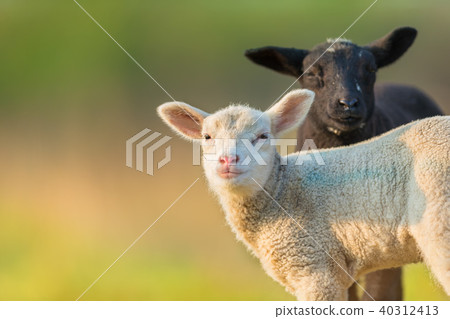 Portrait of cute different lambs on pastur 40312413