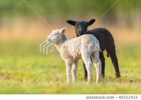 Cute different young lambs on pasture Cute different young lambs on pasture 40312415