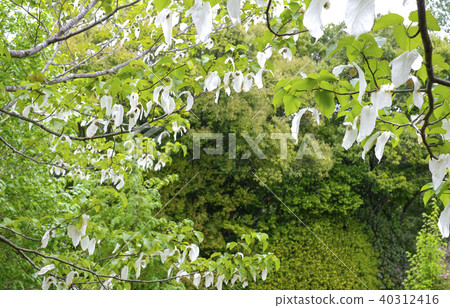 手帕樹花 40312416