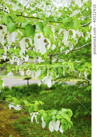 Handkerchief tree flower 40312418