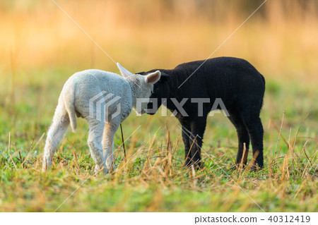 Cute different young lambs on pasture 40312419