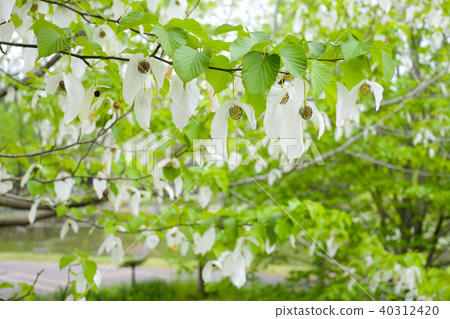 Handkerchief tree flower 40312420