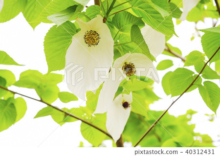 Handkerchief tree flower 40312431
