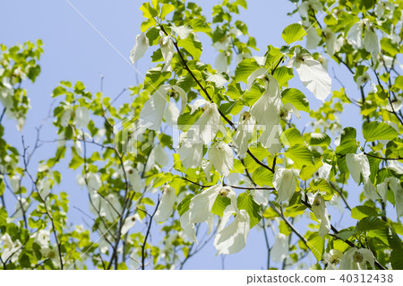 Handkerchief tree flower 40312438