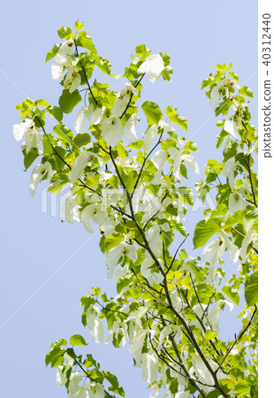 Handkerchief tree flower 40312440