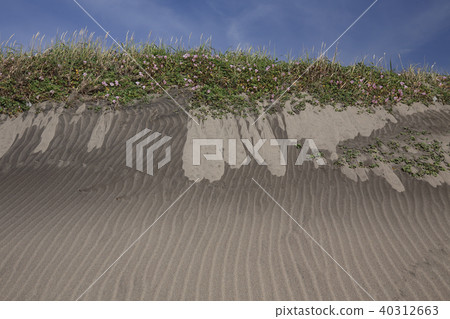 Beach of Iioka 40312663