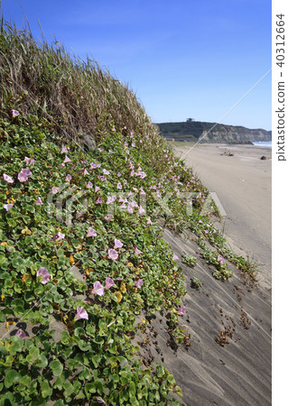 Beach of Iioka Beach of Iioka 40312664