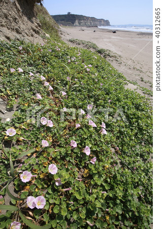 Beach of Iioka Beach of Iioka 40312665