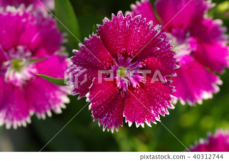 Dianthus flower Dianthus flower 40312744