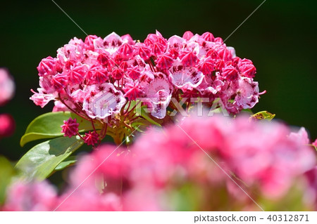 Karmia盛開 Karmia盛開 40312871