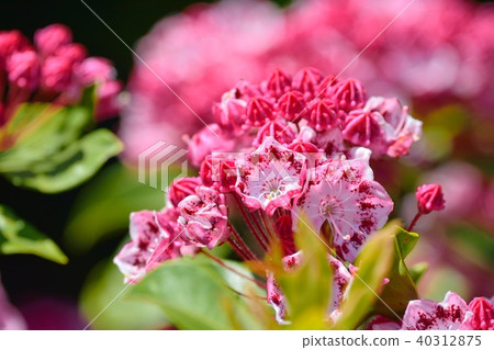 Karmia in full bloom 40312875