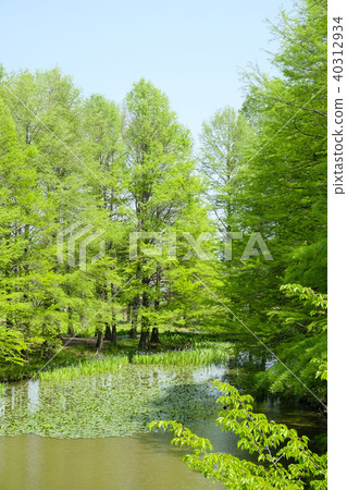 美國加州紅杉森林和池塘 美國加州紅杉森林和池塘 40312934