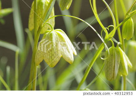 Sweet potato lily 40312953