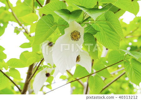Handkerchief tree flower 40313212