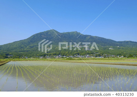 在筑波山麓種植水稻 40313230