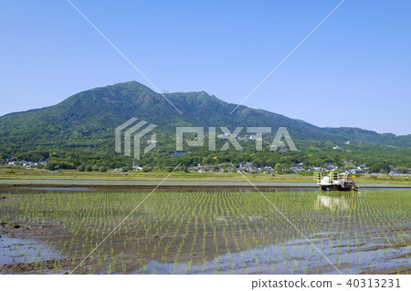 Planting rice in the foothills of Tsukuba Planting rice in the foothills of Tsukuba 40313231