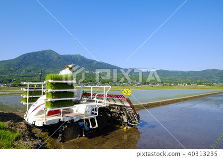 在筑波山麓種植水稻 在筑波山麓種植水稻 40313235