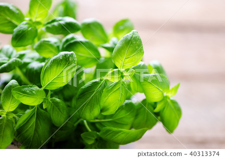 Fresh basil leaves, herb with water drops and 40313374
