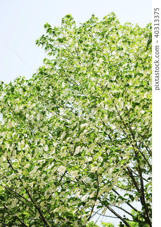 Handkerchief tree flower 40313375