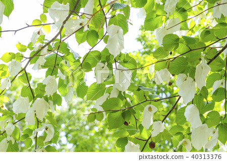 Handkerchief tree flower 40313376