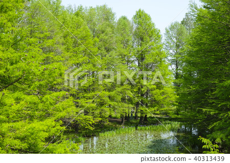 Sequoia forest and pond Sequoia forest and pond 40313439