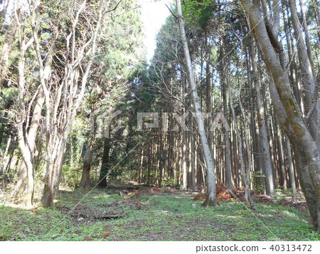 Nature of Lake Tanuki Nature of Lake Tanuki 40313472