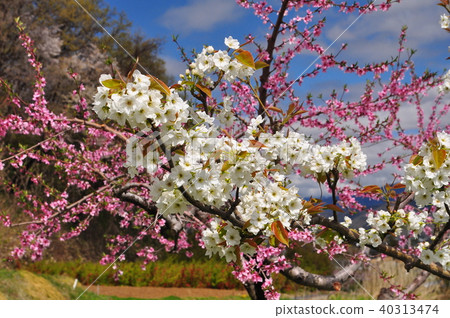 Pear and peach tree Pear and peach tree 40313474