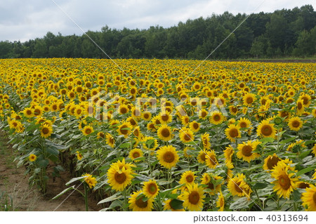 Hokkaido Hokuryu Town Sunflower village Sunflowers in full bloom Hokkaido Hokuryu Town Sunflower village Sunflowers in full bloom 40313694
