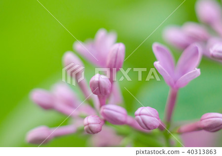 Purple fresh lilac bush blooming. Spring flowers. Purple fresh lilac bush blooming. Spring flowers. 40313863