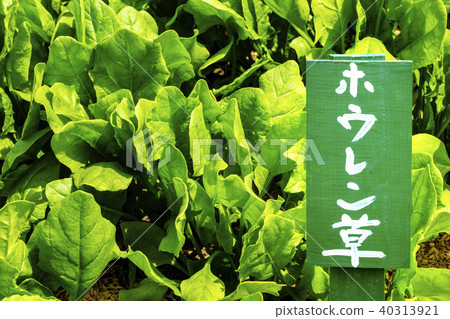 Spinach grown in the field 4 with a bill 40313921