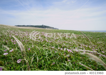 Iioka海灘 Iioka海灘 40313960