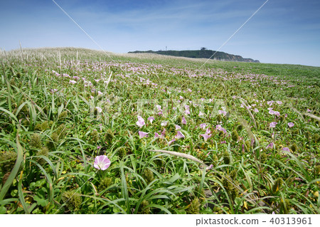 Beach of Iioka Beach of Iioka 40313961