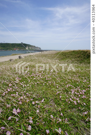 Beach of Iioka 40313964
